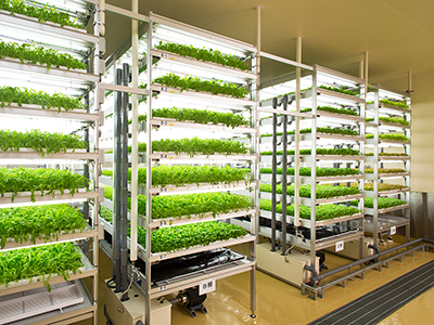 植物工場
