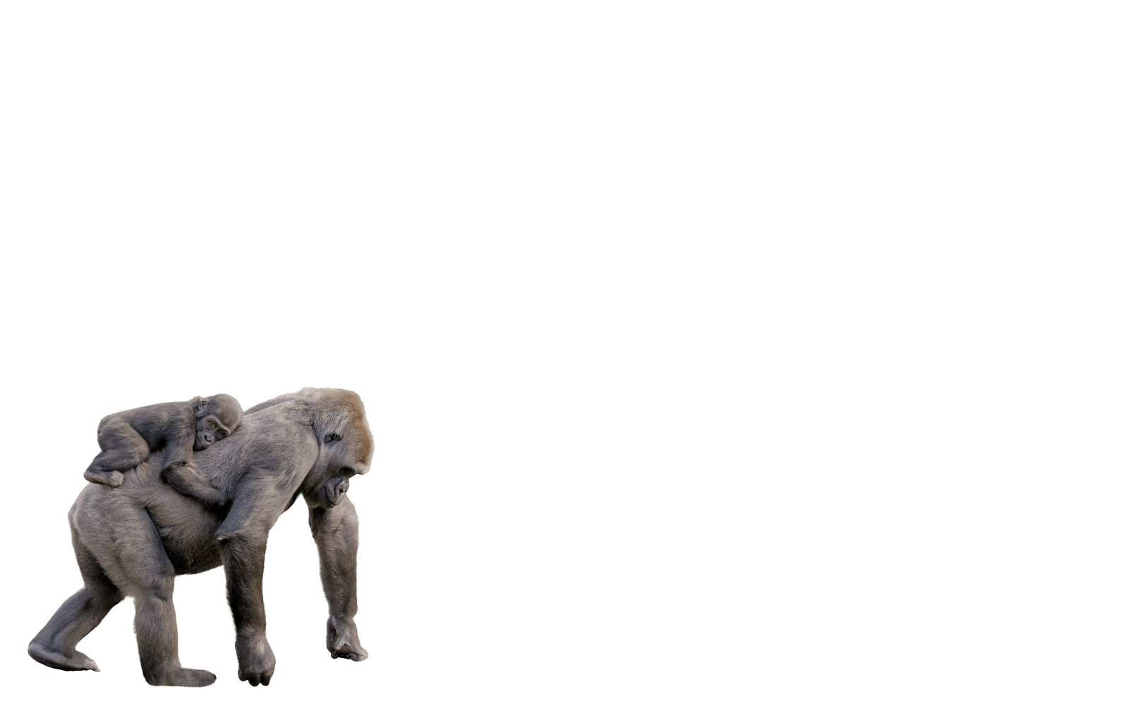 83.3