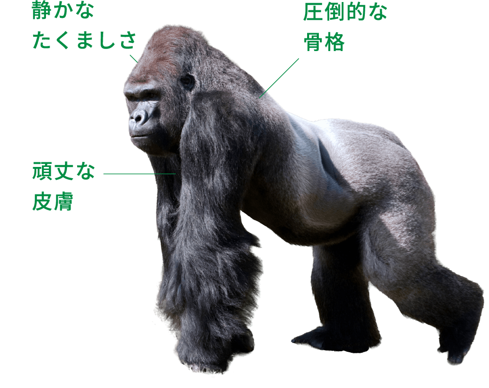静かなたくましさ、圧倒的な骨格、頑丈な皮膚